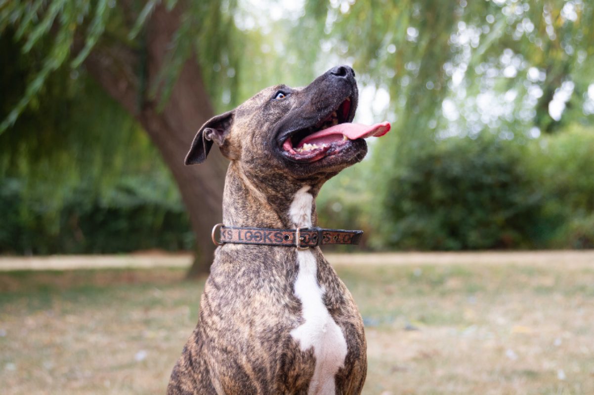 Ozeille - Chien Bouledogue Américain à adopter - photo 3