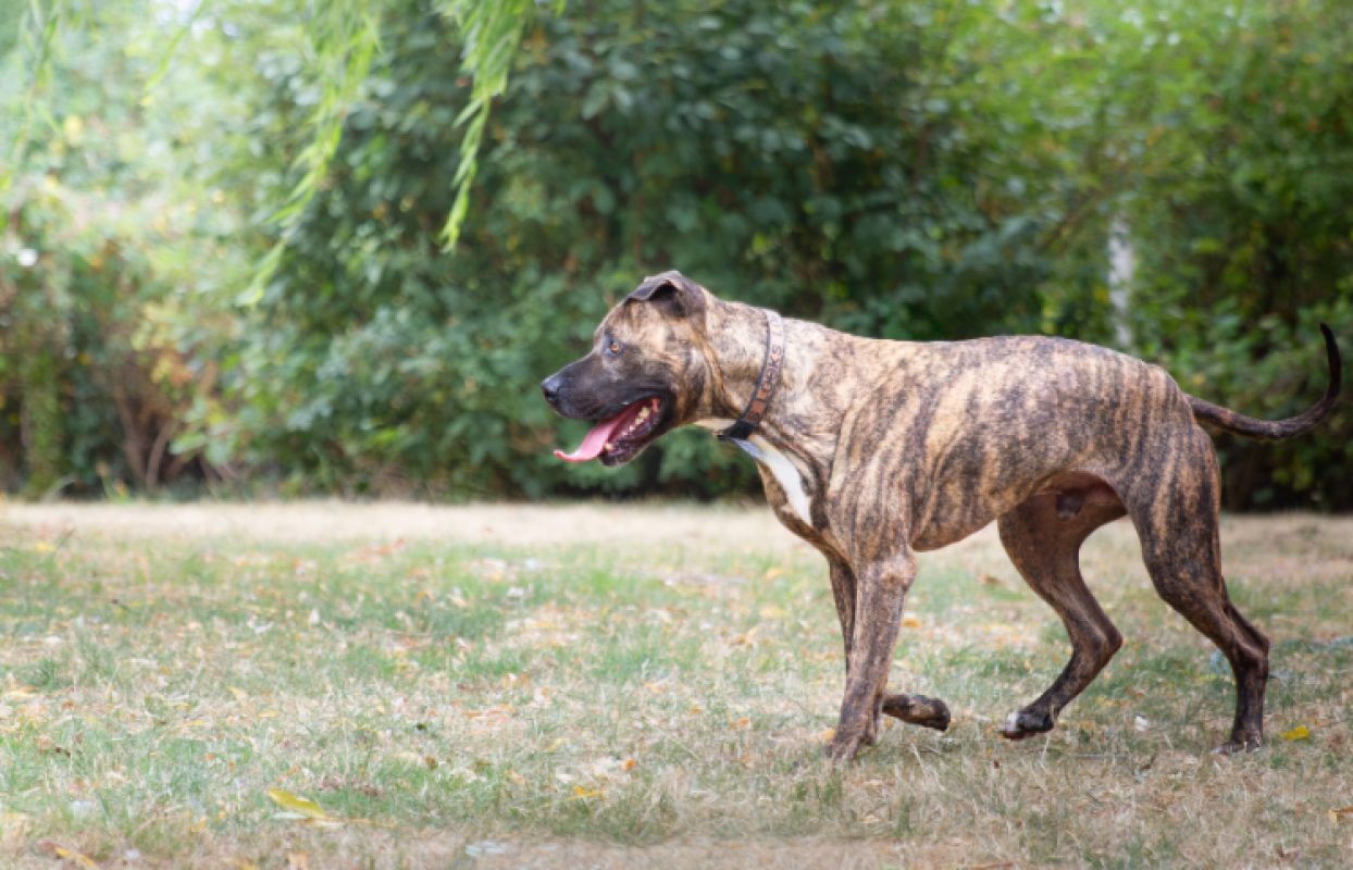 Ozeille - Chien Bouledogue Américain à adopter - photo 4