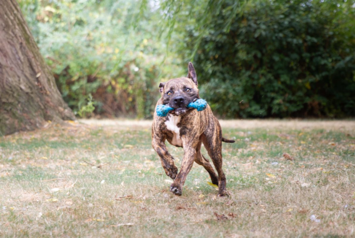 Ozeille - Chien Bouledogue Américain à adopter - photo 5
