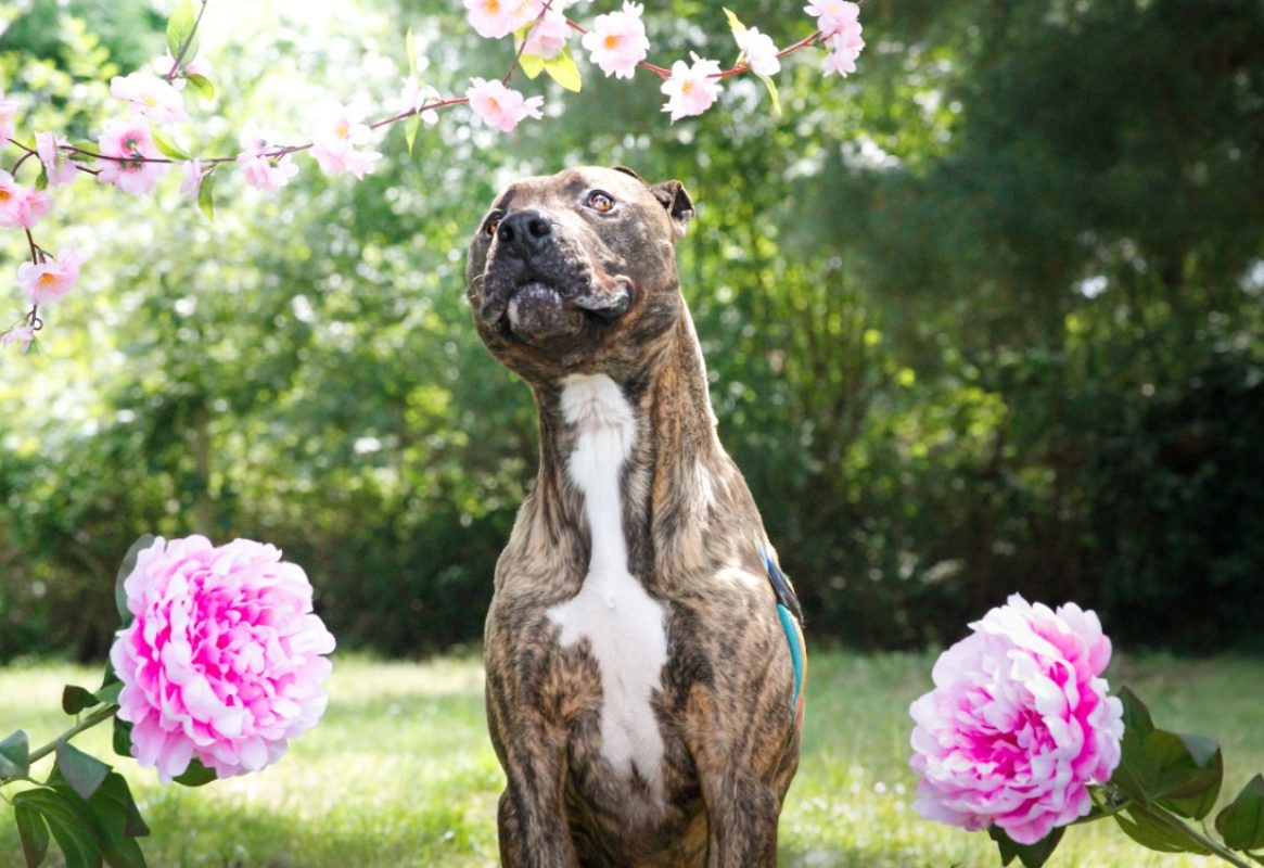 Ozeille - Chien Bouledogue Américain à adopter - photo 6