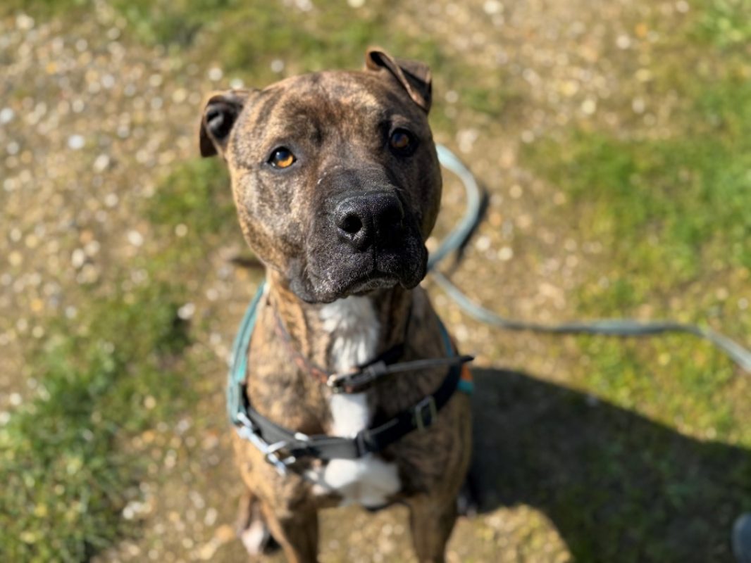 Ozeille - Chien Bouledogue Américain à adopter - photo 7
