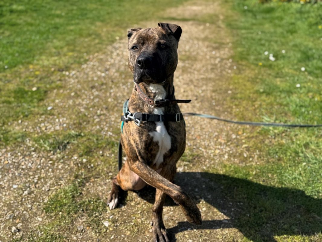 Ozeille - Chien Bouledogue Américain à adopter - photo 8