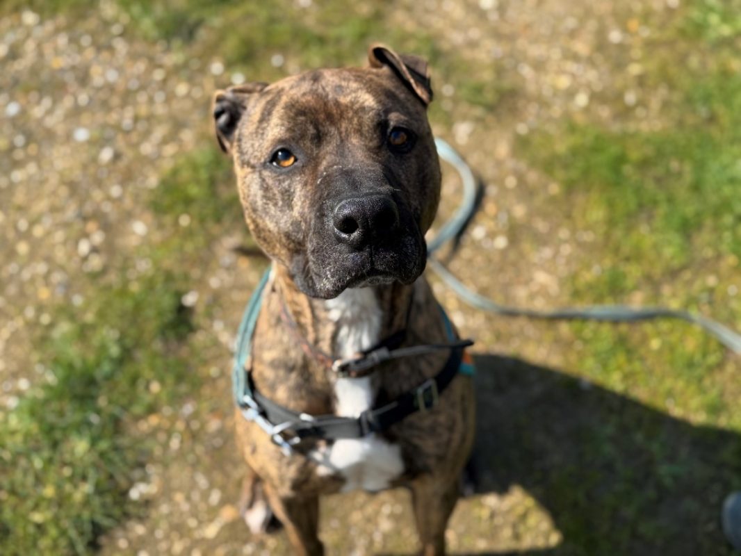 Ozeille - Chien Bouledogue Américain à adopter - photo 10