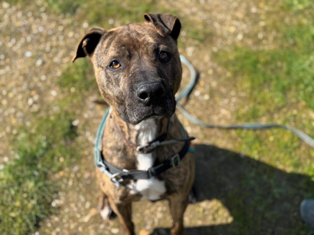 Ozeille - Chien Bouledogue Américain à adopter - photo 11
