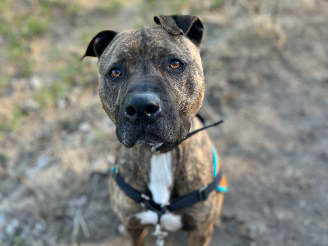 Ozeille - Chien Bouledogue Américain à adopter - photo 12