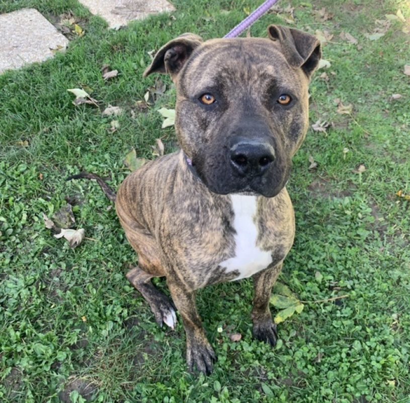 Ozeille - Chien Bouledogue Américain à adopter - photo 13