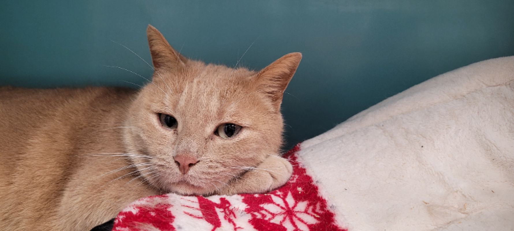 Photo #4 de Smoothie