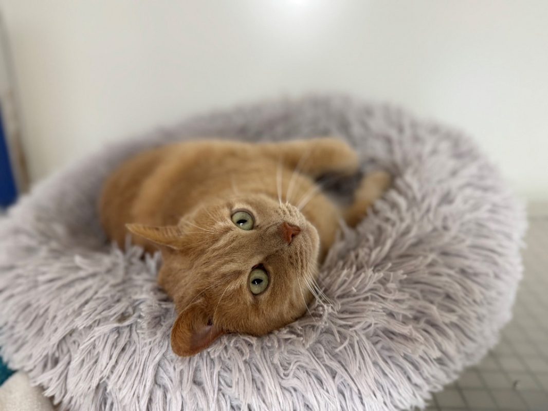 Photo #1 de Smoothie