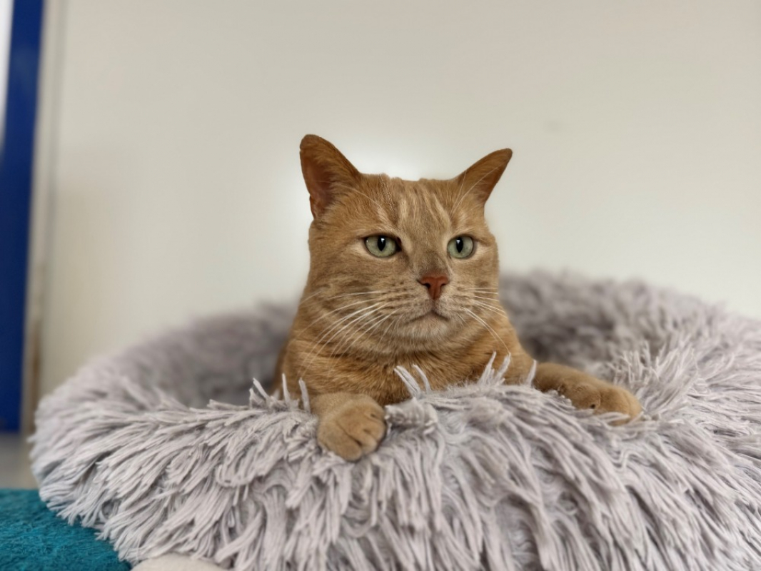 Photo #6 de Smoothie