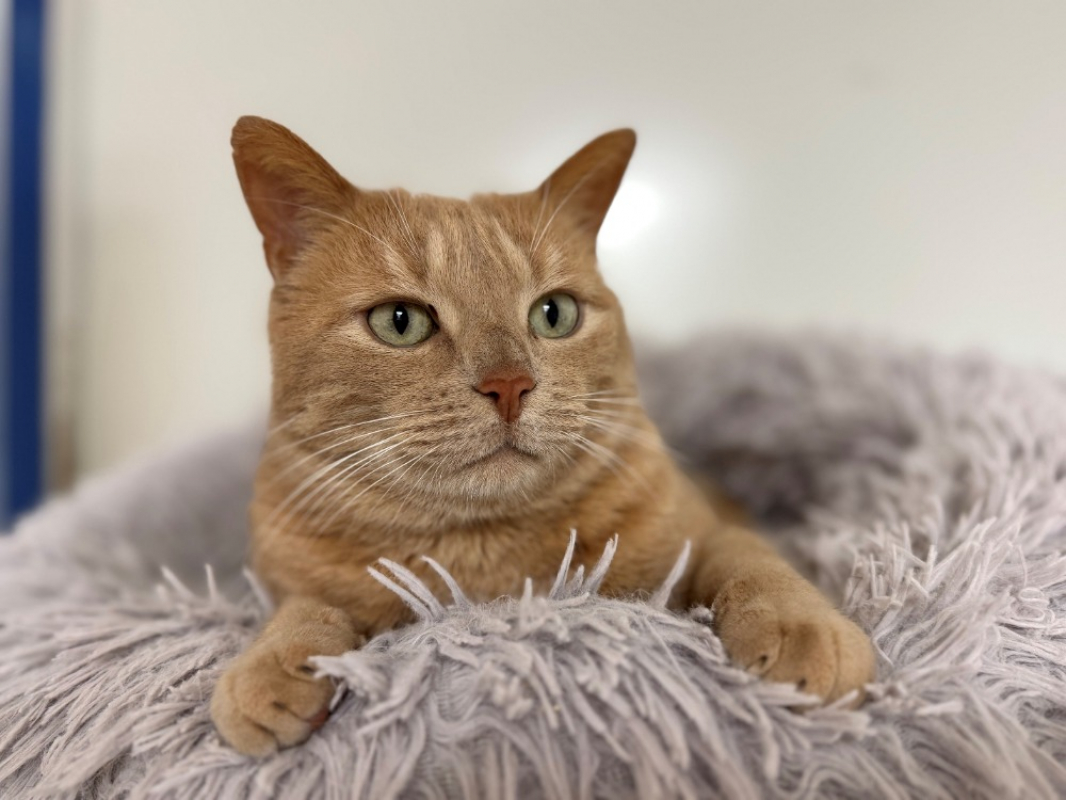 Photo #7 de Smoothie