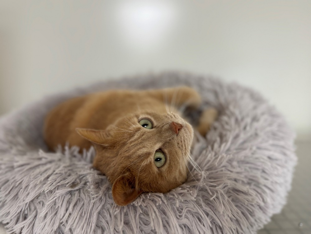 Photo #8 de Smoothie