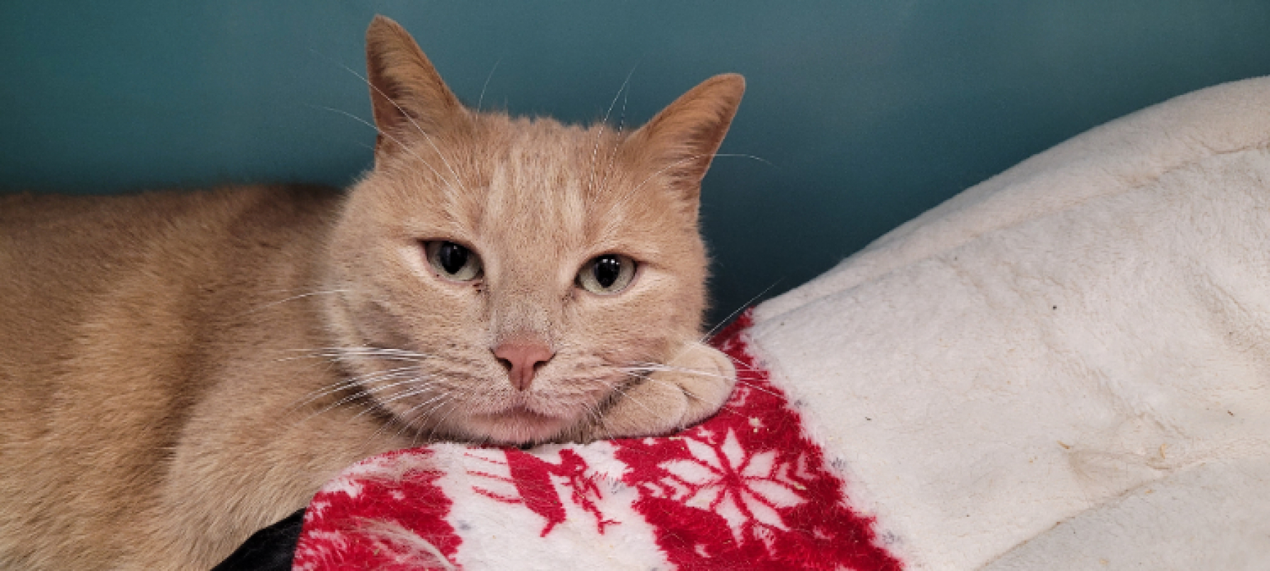 Photo #9 de Smoothie