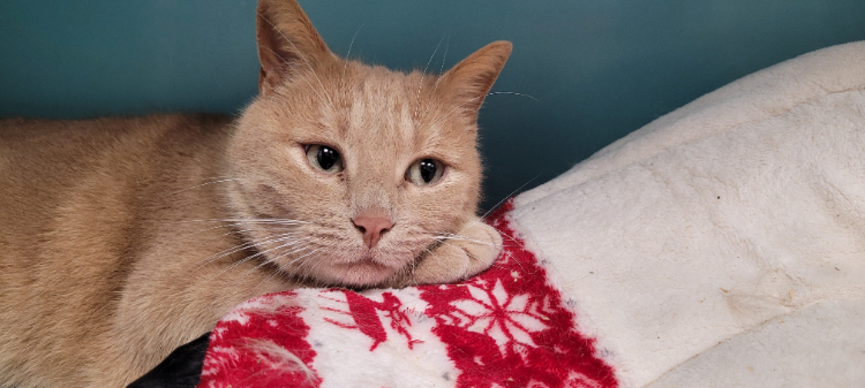 Photo #10 de Smoothie