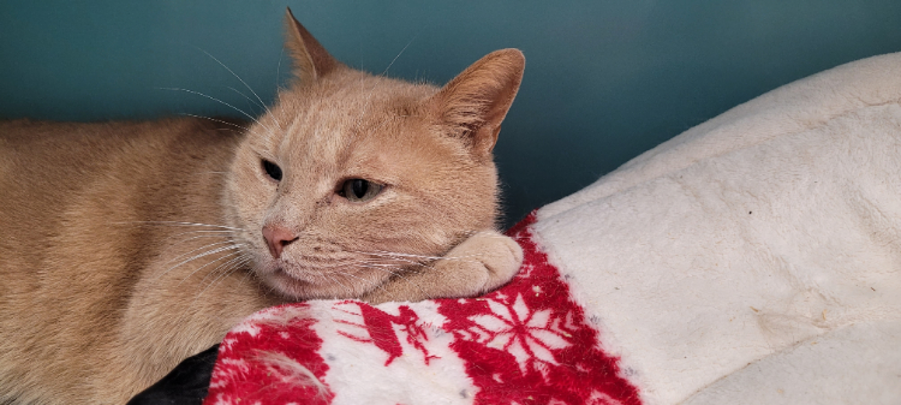 Photo #11 de Smoothie