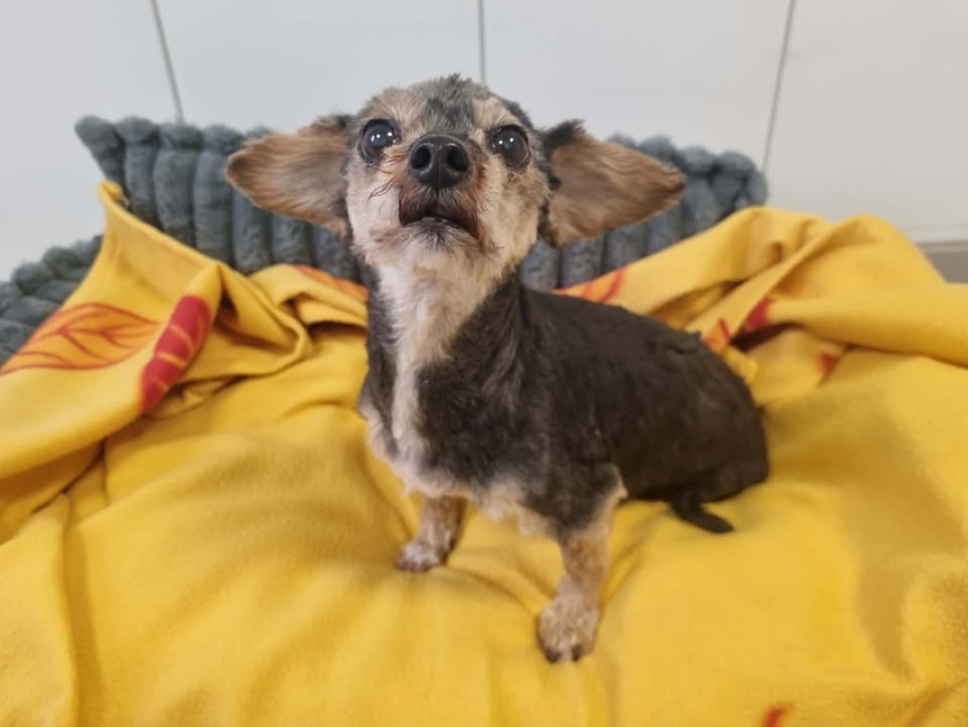 Photo #1 de Marguerite