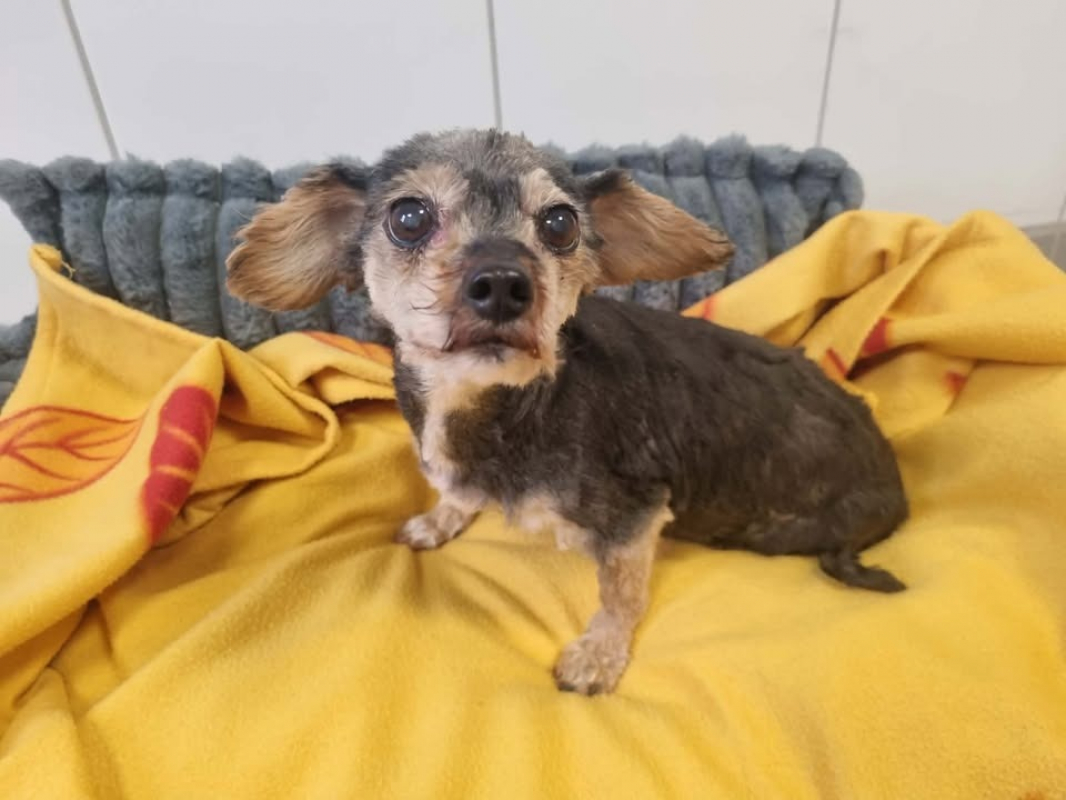 Photo #2 de Marguerite