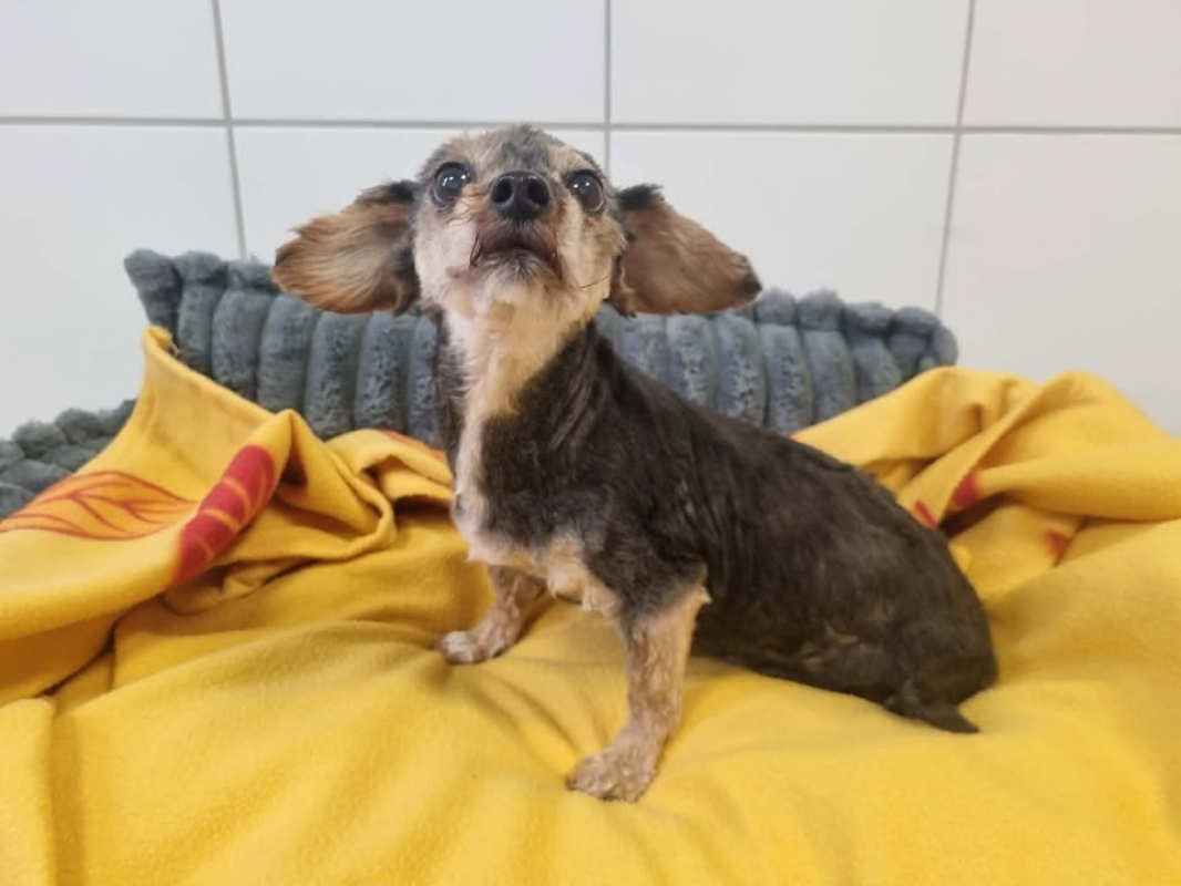 Photo #3 de Marguerite