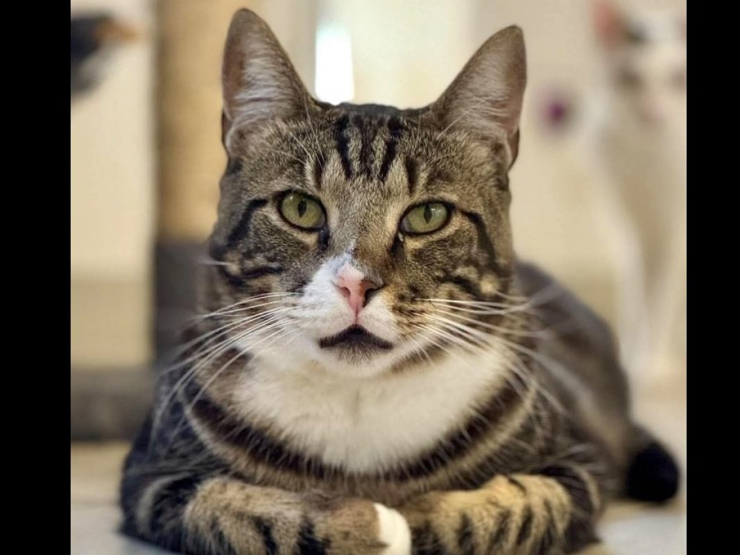 Andy - Chat Européen à adopter