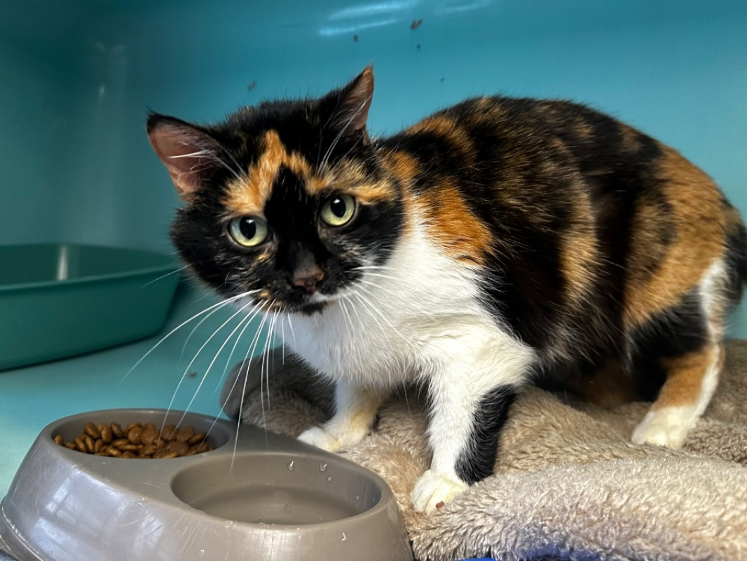 Photo #1 de Calamity