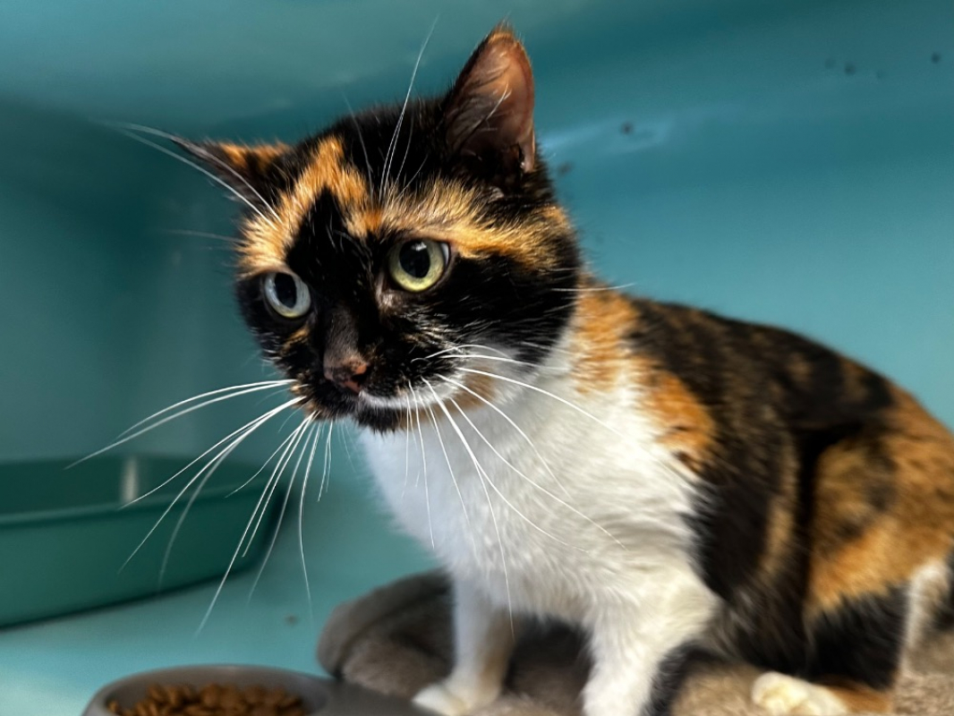 Photo #2 de Calamity