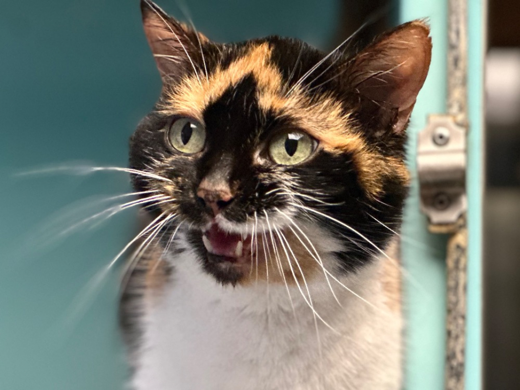 Photo #3 de Calamity