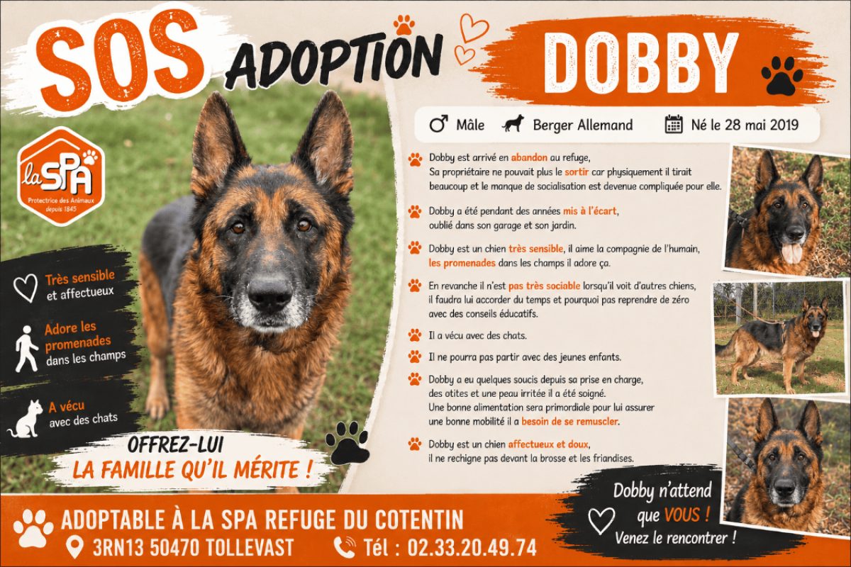 Dobby - Chien Berger Allemand à adopter