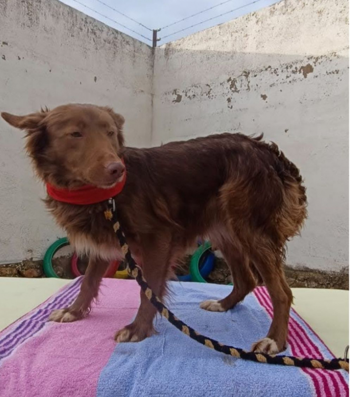 Photo #1 de CHOCOLATINA 