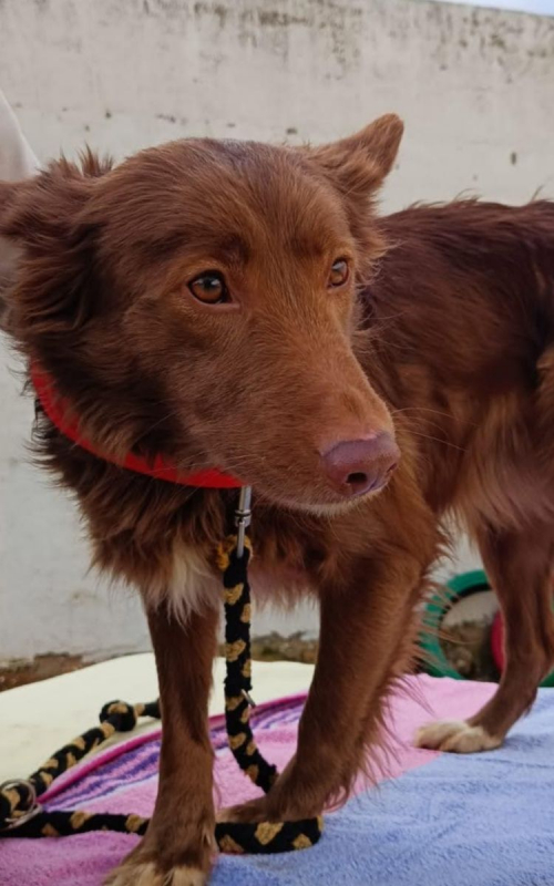 Photo #2 de CHOCOLATINA 