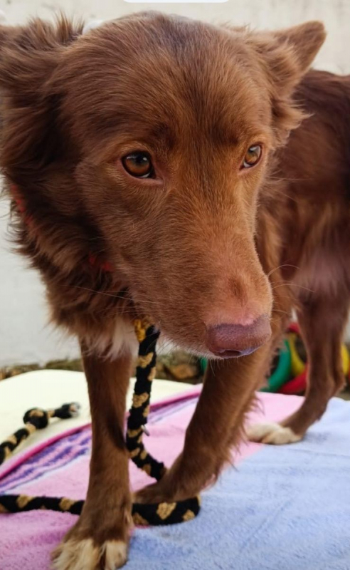 Photo #3 de CHOCOLATINA 