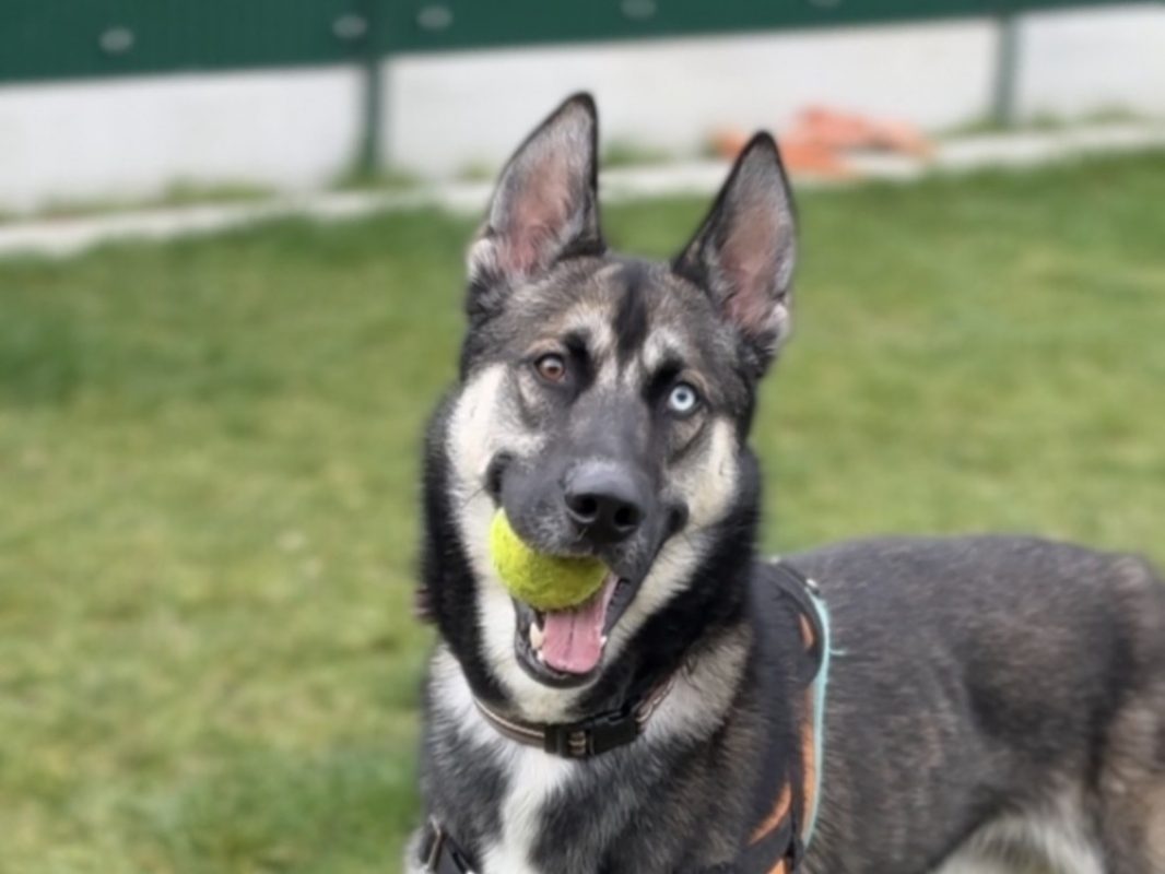 Kash - Chien à adopter
