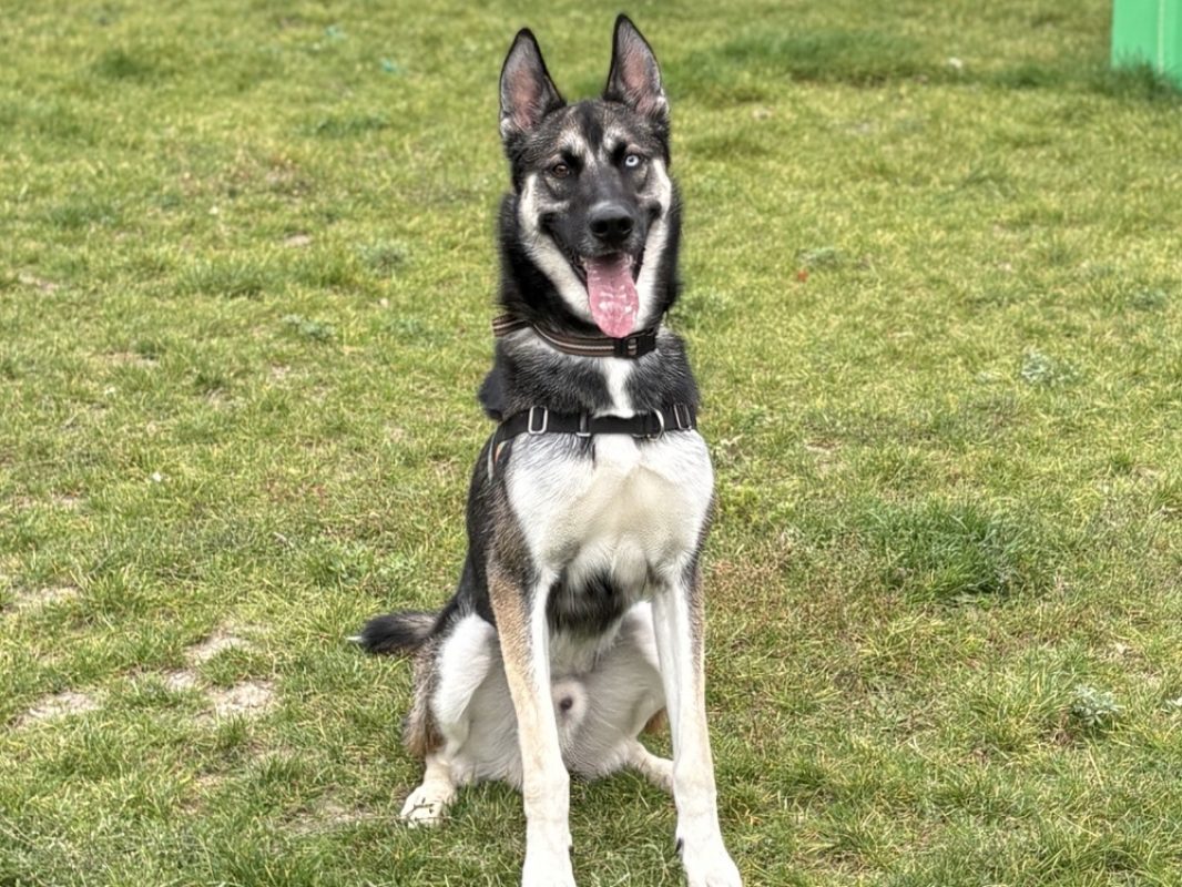 Kash - Chien à adopter - photo 2