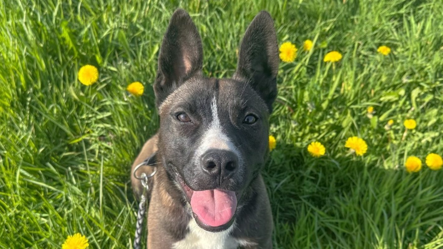 Toundra - Chien à adopter - photo 2