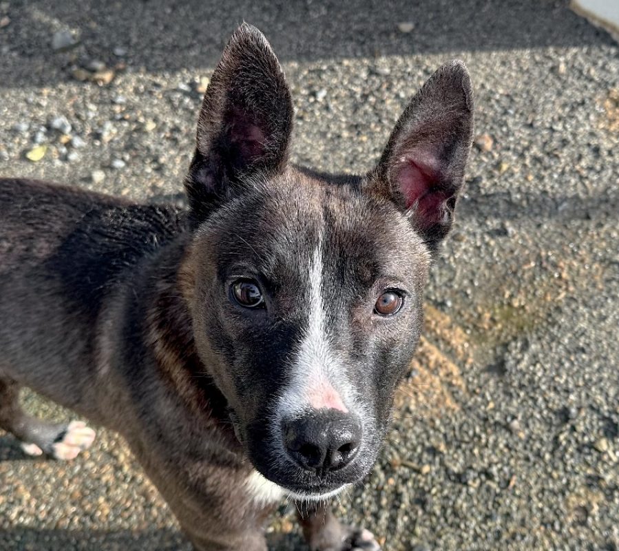 Toundra - Chien à adopter - photo 3