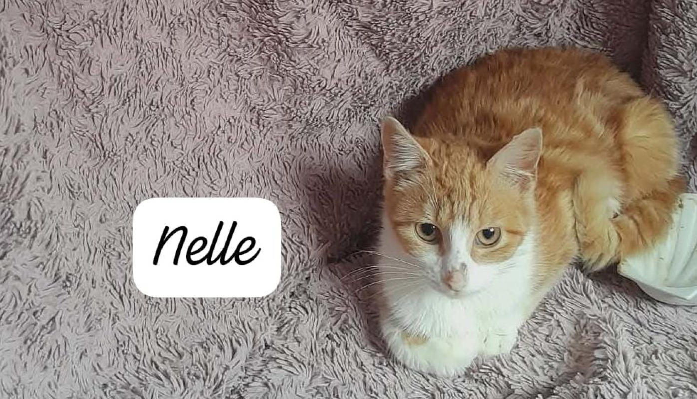 Photo #1 de Nelle
