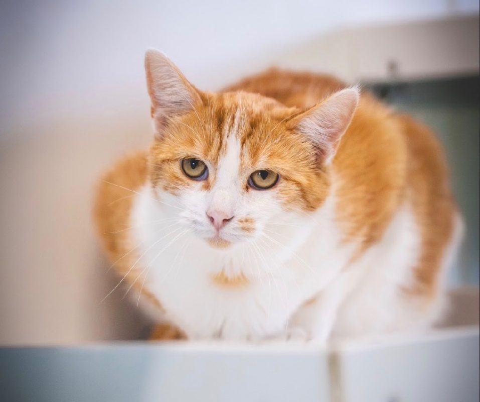 Nelle - Chat Européen à adopter