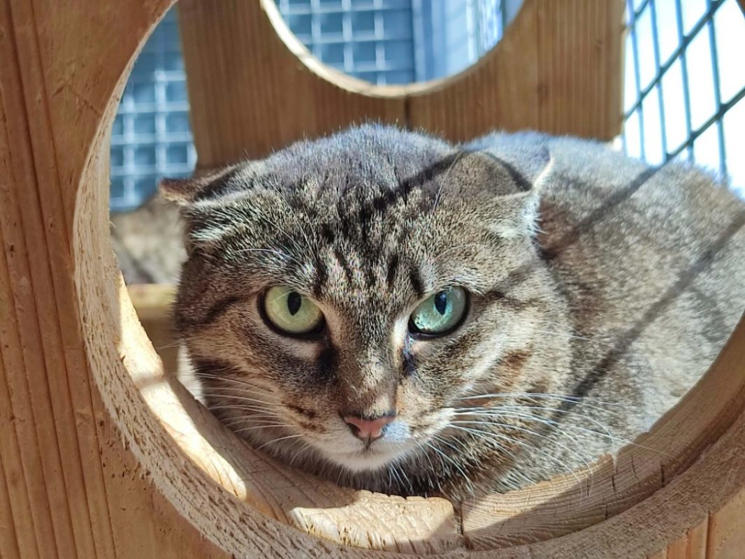 Pogona - Chat Européen à adopter