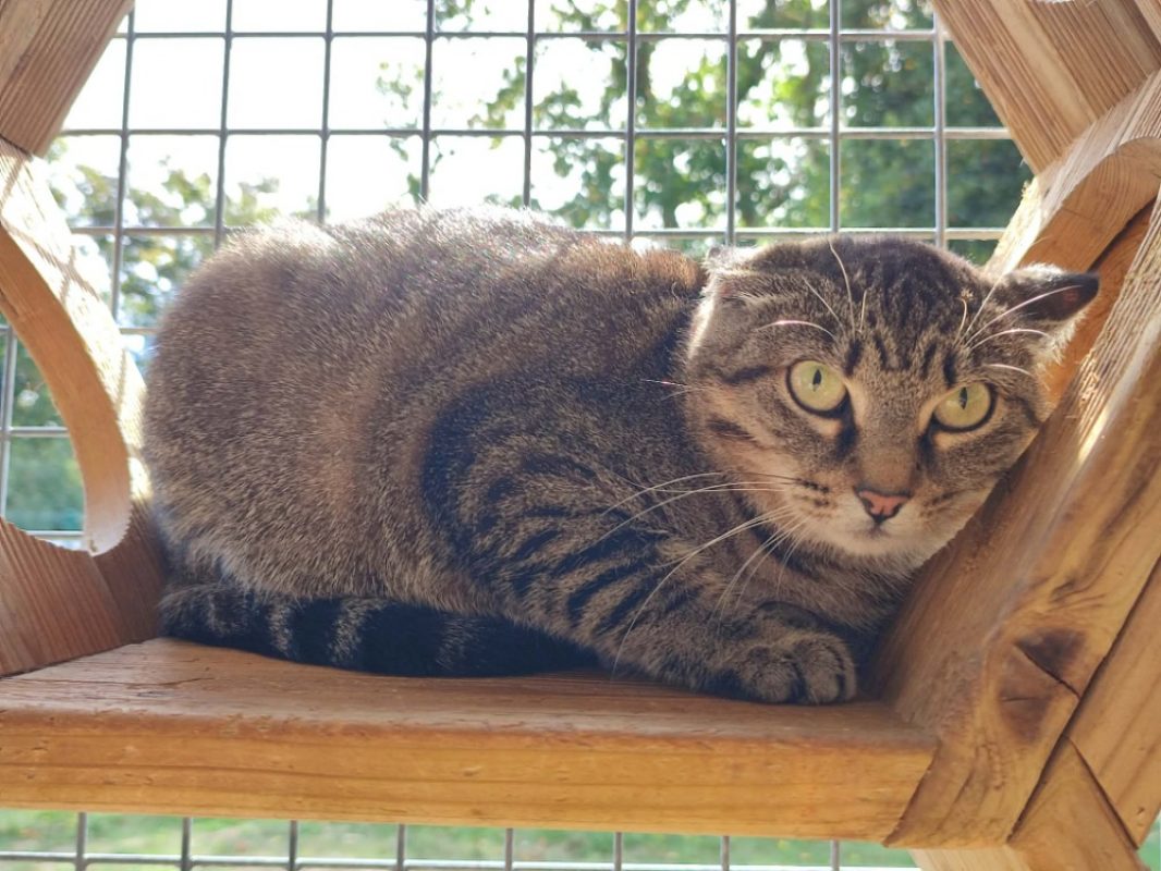Pogona - Chat Européen à adopter - photo 2