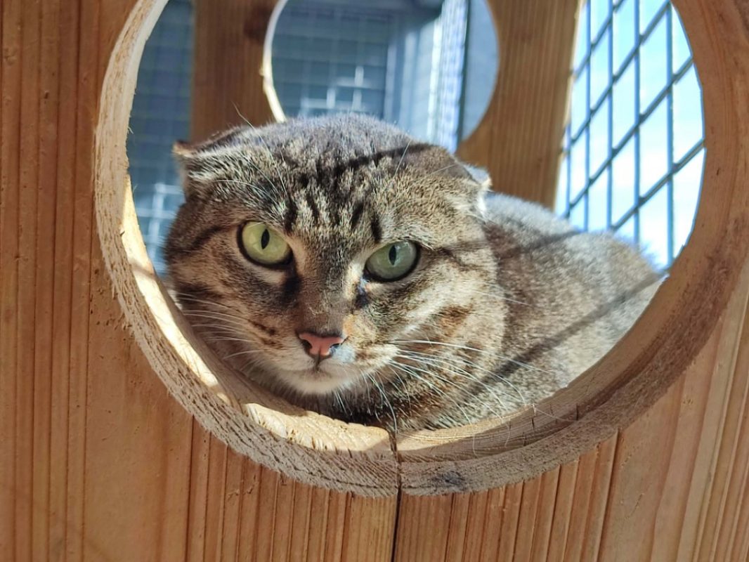 Pogona - Chat Européen à adopter - photo 4