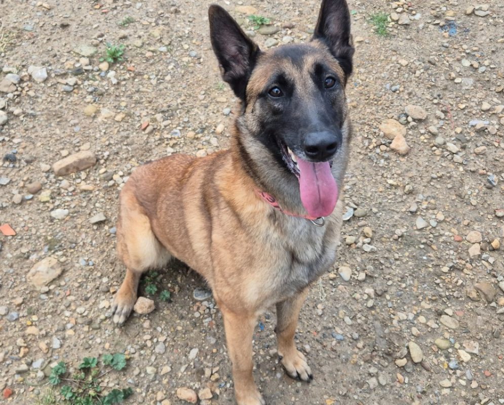 Keyna - Chien Berger Belge Malinois à adopter