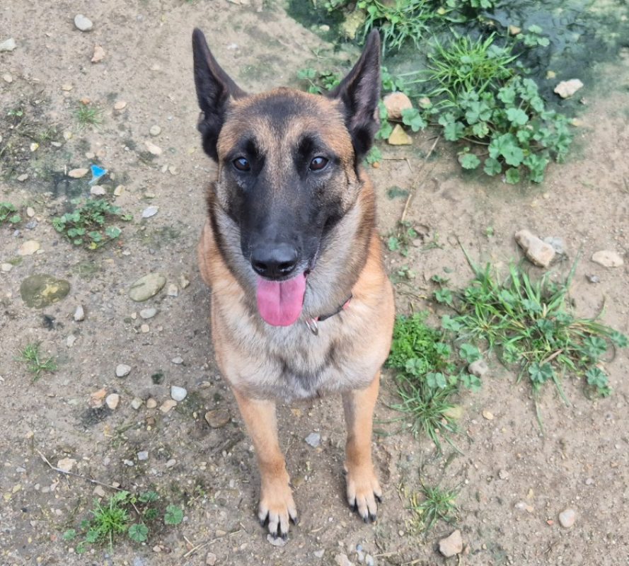 Keyna - Chien Berger Belge Malinois à adopter - photo 2