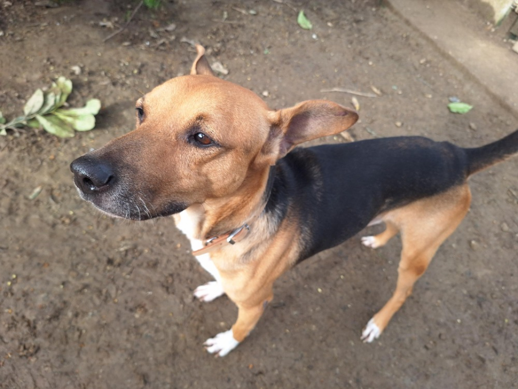 Photo #4 de Jumper promis