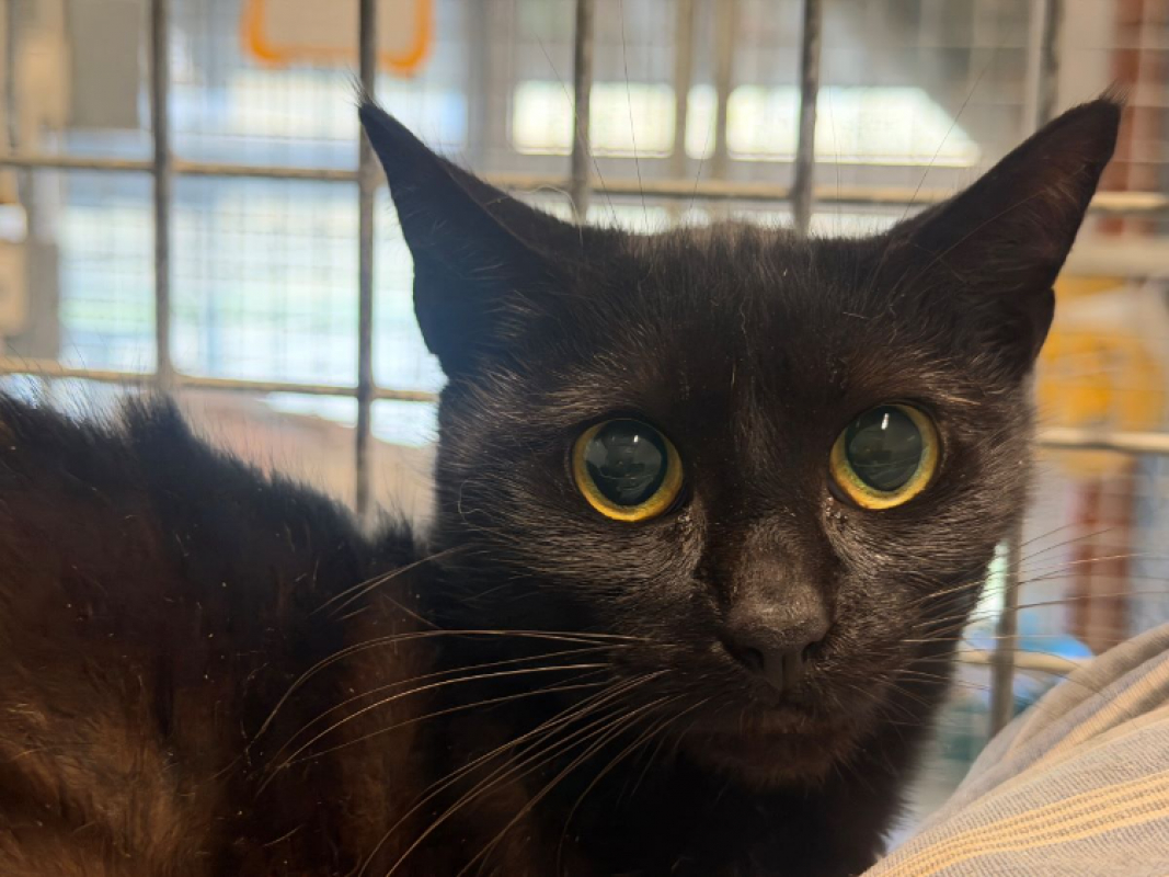 Photo #1 de Trotinette