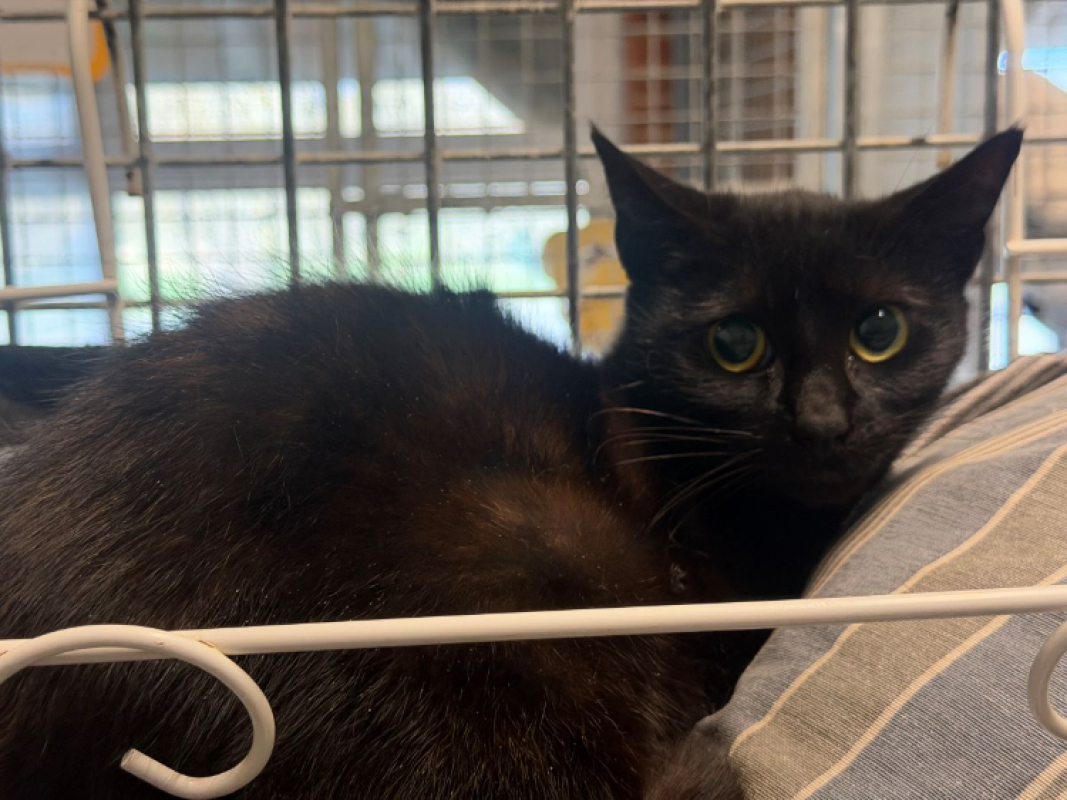 Photo #2 de Trotinette