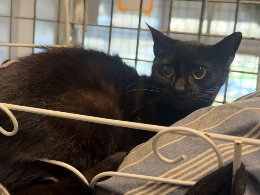 Photo #3 de Trotinette