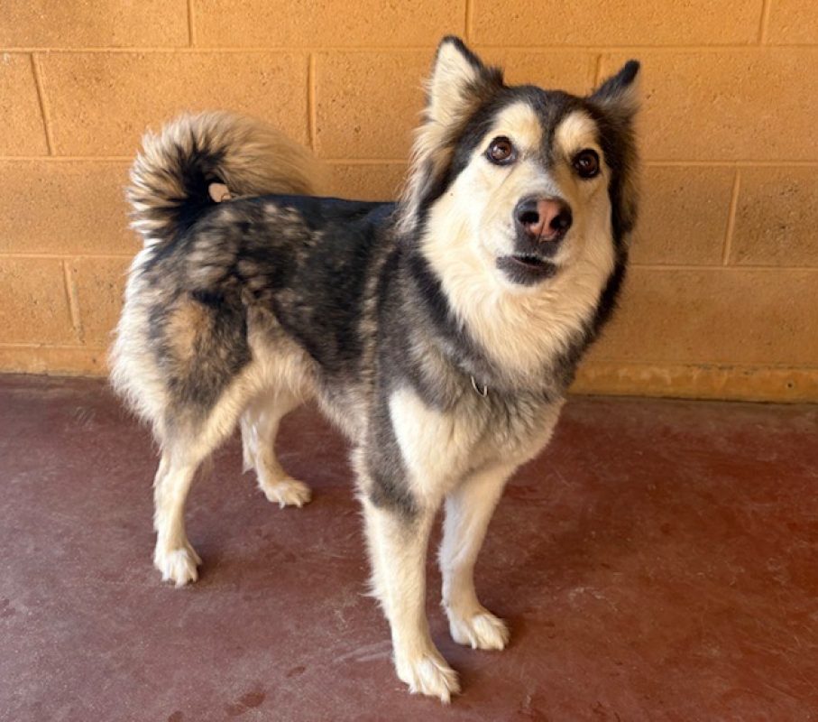 Disney - Chien Husky Sibérien à adopter