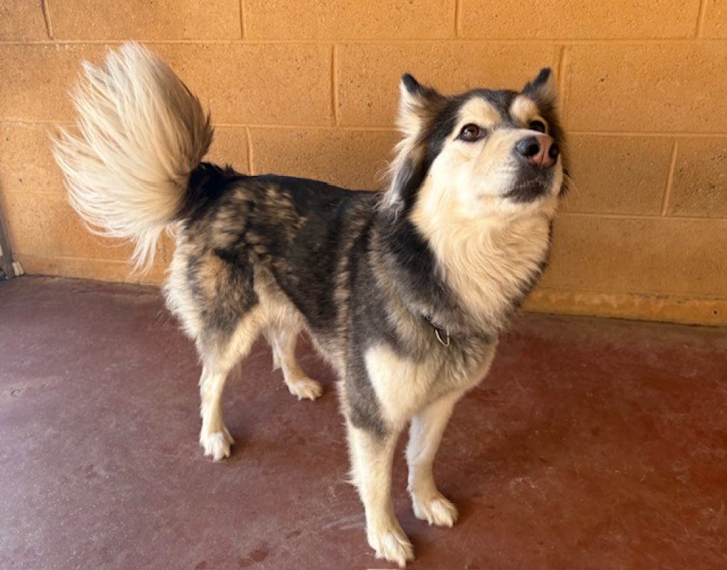 Disney - Chien Husky Sibérien à adopter - photo 2