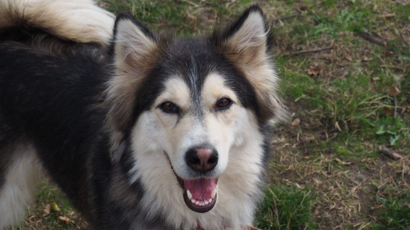 Disney - Chien Husky Sibérien à adopter