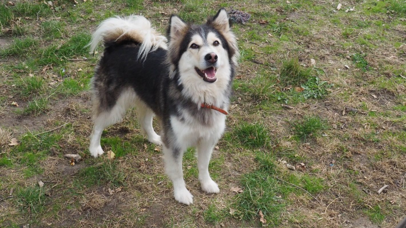 Disney - Chien Husky Sibérien à adopter - photo 2