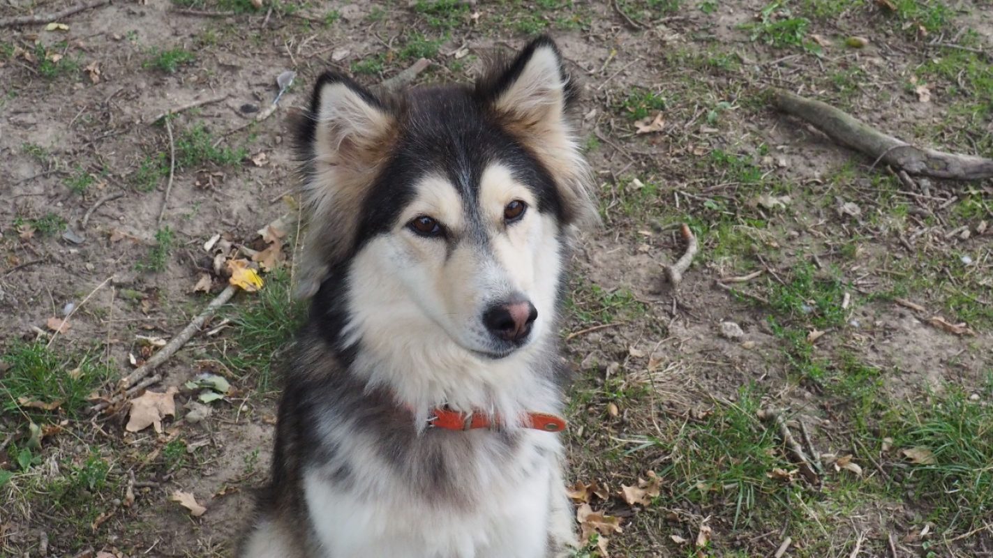 Disney - Chien Husky Sibérien à adopter - photo 3