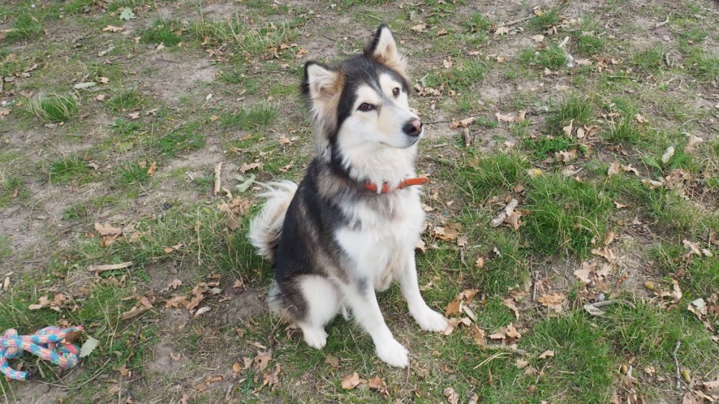Disney - Chien Husky Sibérien à adopter - photo 4